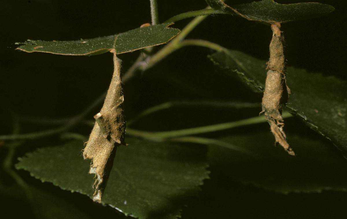Deporaus betulae, Birch Leaf Roller